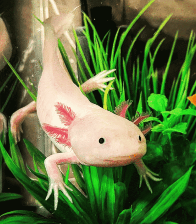 Leucistic Axolotl