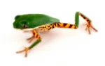 Tiger Leg Monkey Tree Frog