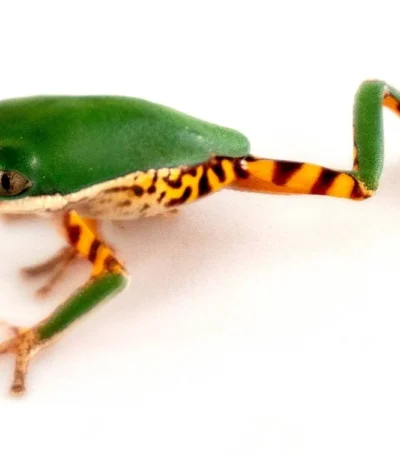Tiger Leg Monkey Tree Frog