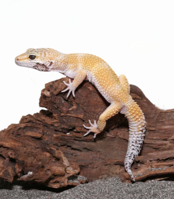 Adult Hypo Carrot Tail Leopard Gecko