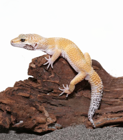 Adult Hypo Carrot Tail Leopard Gecko