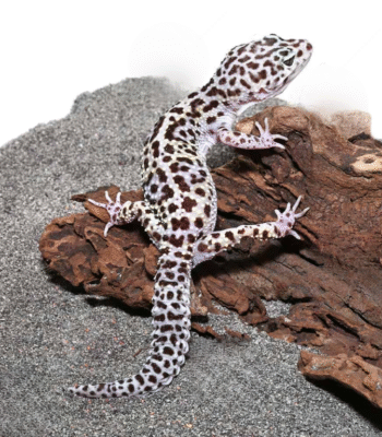 Adult Mack Snow Leopard Gecko