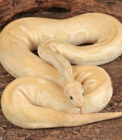 Adult Male Banana Fire Clown Ball Python