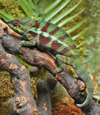 Adult Panther Chameleon