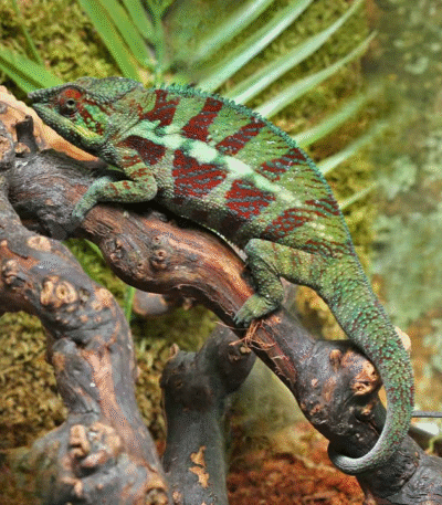 Adult Panther Chameleon