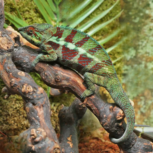 Adult Panther Chameleon