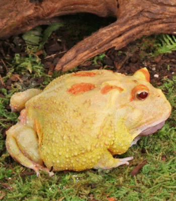 Pikachu PacMan Frog