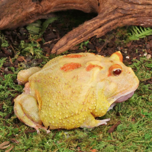 Pikachu PacMan Frog