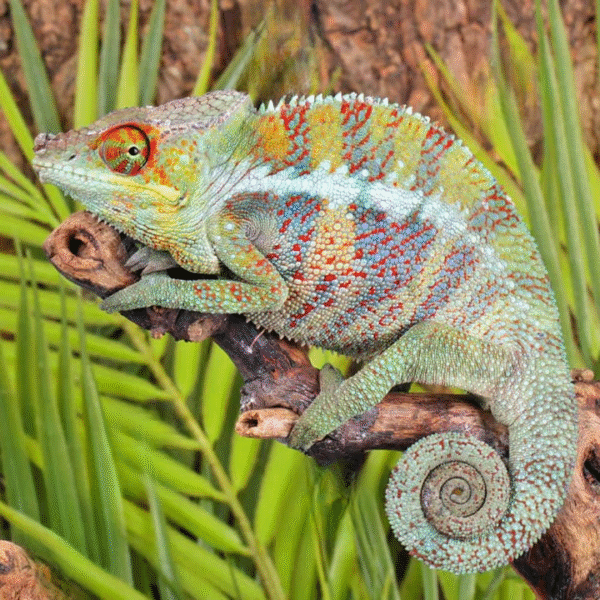 Ankify Panther Chameleon (Furcifer pardalis)