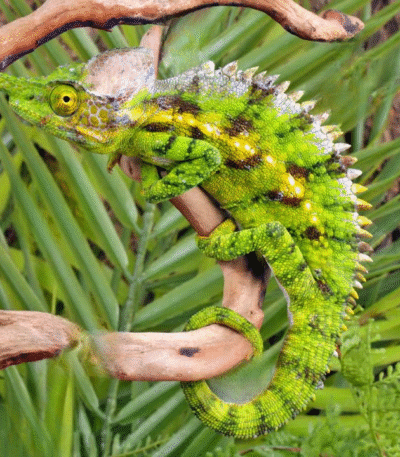 Antimena Chameleon