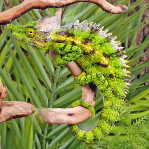 Antimena Chameleon