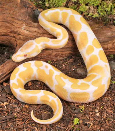 Baby Albino Ball Python available For Sale