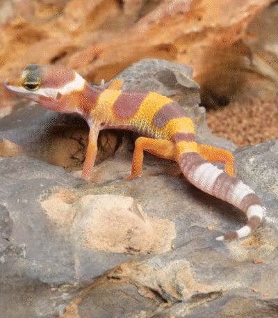 Baby Albino Leopard Gecko