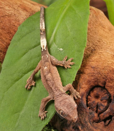 Baby Cappuccino Crested Gecko