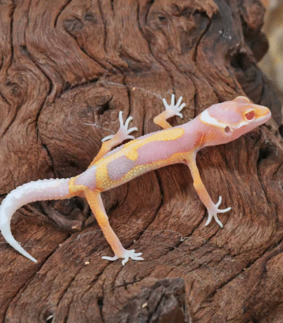 Baby Clown Albino Leopard Gecko