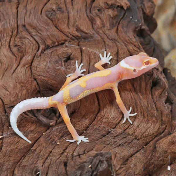Baby Clown Albino Leopard Gecko