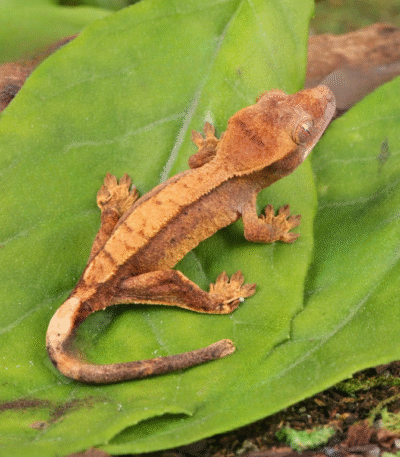 Baby Harlequin Crested Gecko