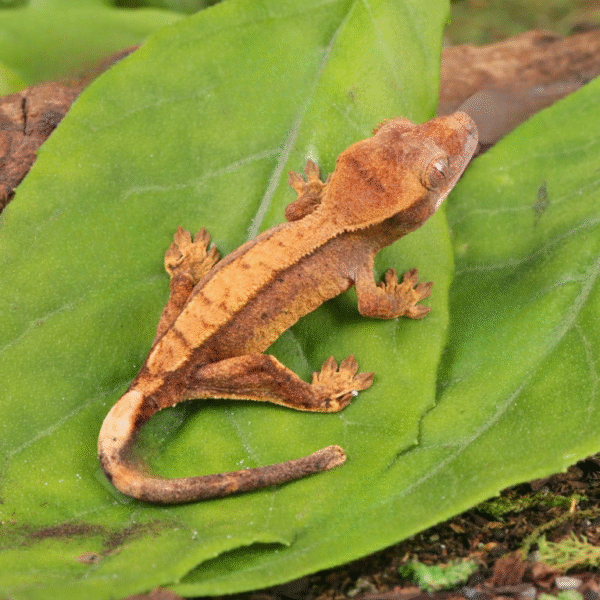 Baby Harlequin Crested Gecko