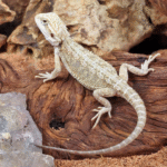 Hypo Citrus Bearded Dragon Baby