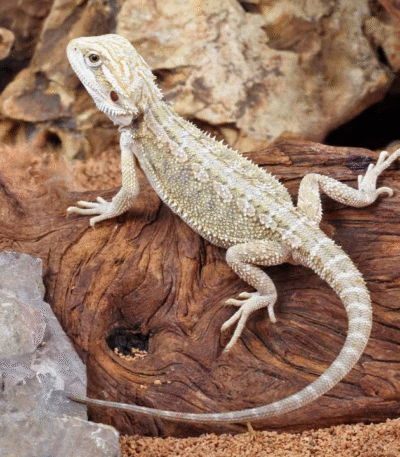 Hypo Citrus Bearded Dragon Baby