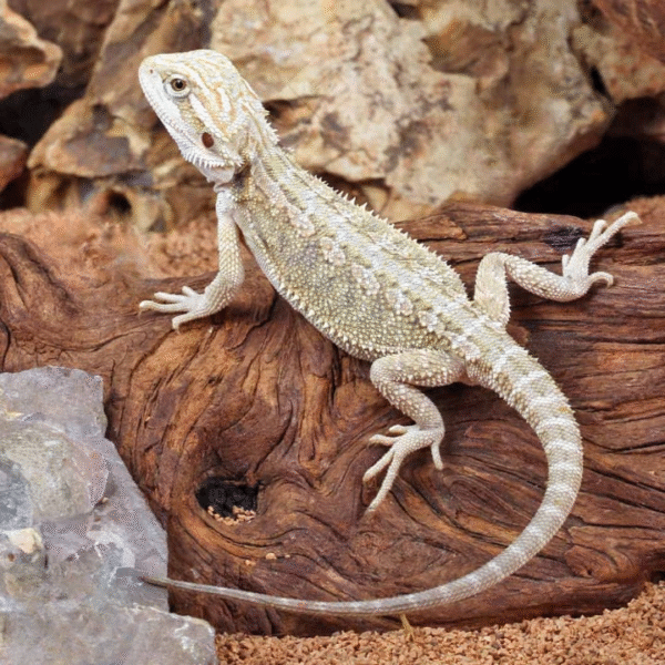 Hypo Citrus Bearded Dragon Baby