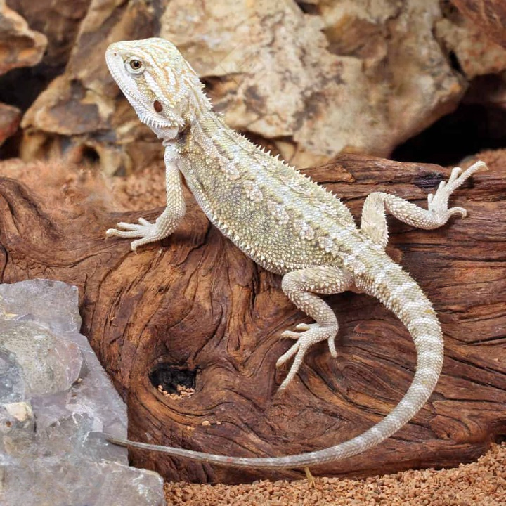 Hypo Citrus Bearded Dragon Baby