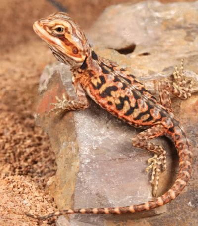 Baby Inferno Silky Bearded Dragon
