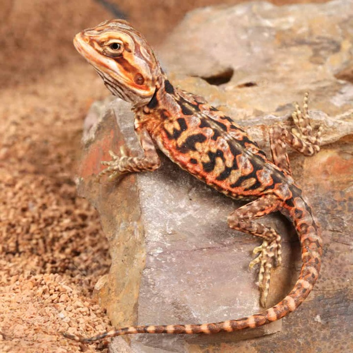Baby Inferno Silky Bearded Dragon