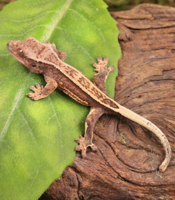 Baby Lilly White Quad Stripe Crested Gecko