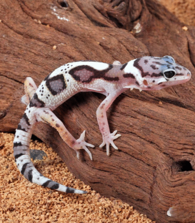 Baby Mack Snow Clown Leopard Gecko