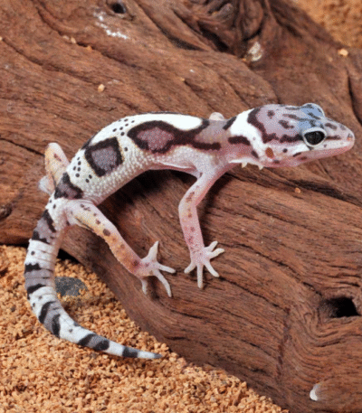 Baby Mack Snow Clown Leopard Gecko