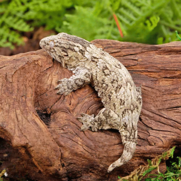 Baby Nu Ana Leachianus Gecko