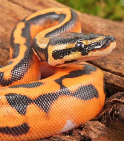 Baby Orange Dream Lace Pied Ball Python