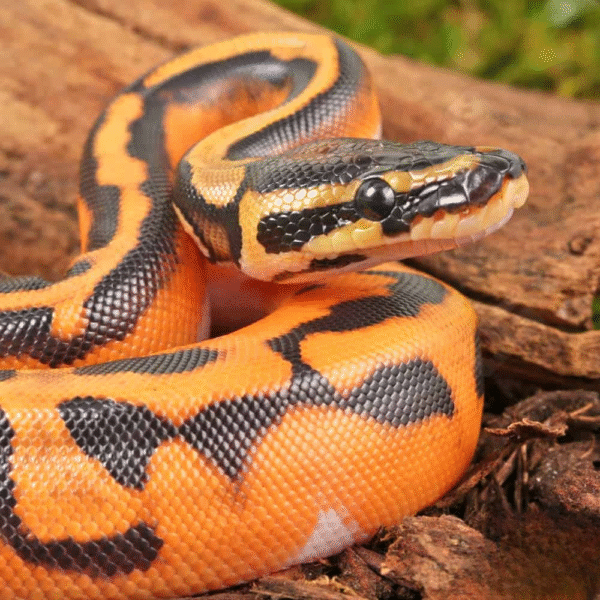 Baby Orange Dream Lace Pied Ball Python