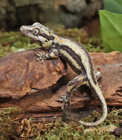Baby Oreo Gargoyle Gecko