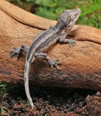 Baby Oreo Stripe Gargoyle Gecko