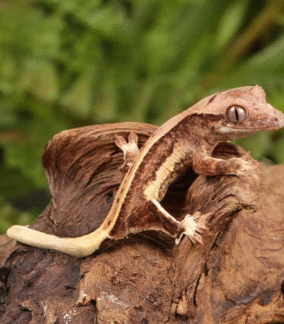 Baby Pinstripe Lilly White Crested Gecko