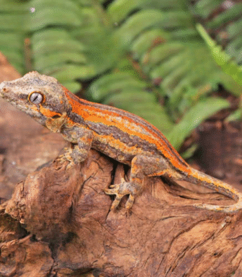 Baby Red Striped Gargoyle Gecko