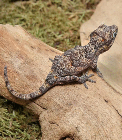 Baby Reticulated Gargoyle Gecko