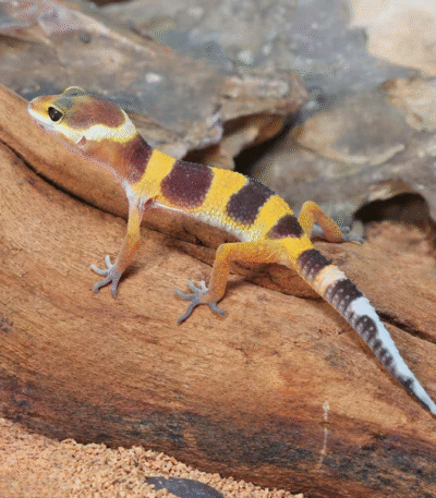 Baby Tangerine Leopard Gecko