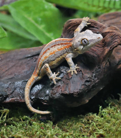 Baby Tri Striped Gargoyle Gecko
