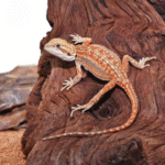 Inferno Dunner Bearded Dragon