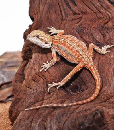 Inferno Dunner Bearded Dragon
