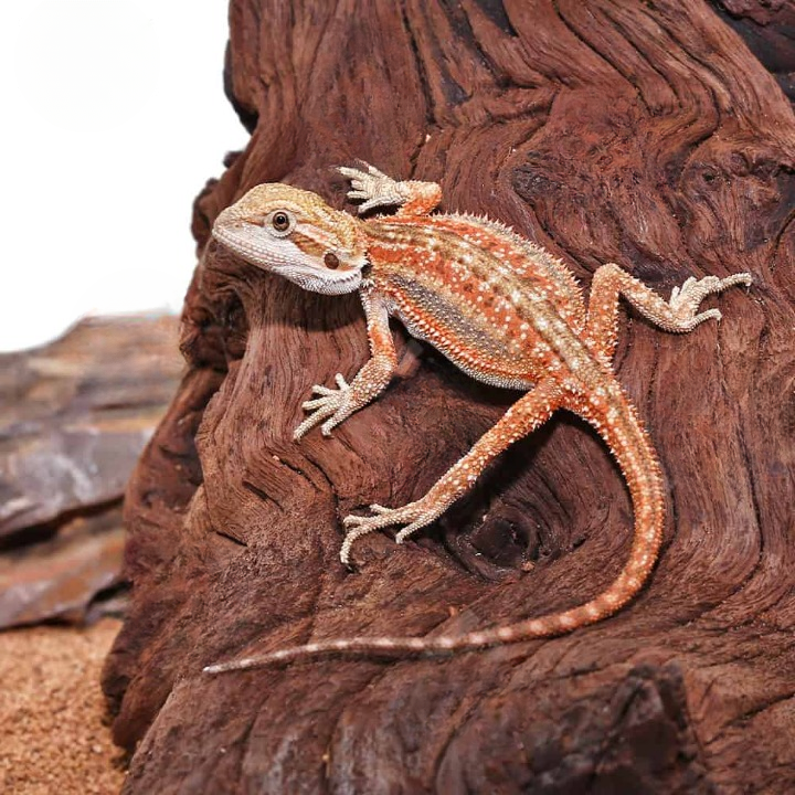 Inferno Dunner Bearded Dragon