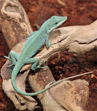 Axanthic Blue Anole