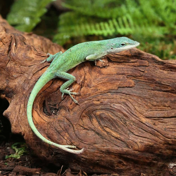 Blue Green Forktail Anole