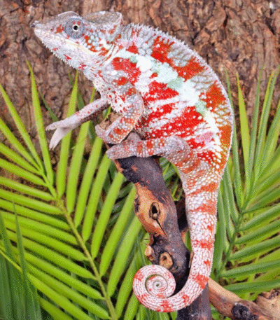 Cap Est Panther Chameleon(Furcifer pardalis )