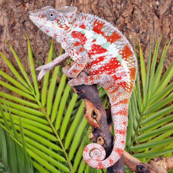 Cap Est Panther Chameleon(Furcifer pardalis )