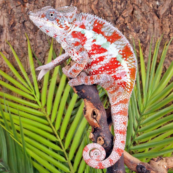 Cap Est Panther Chameleon(Furcifer pardalis )