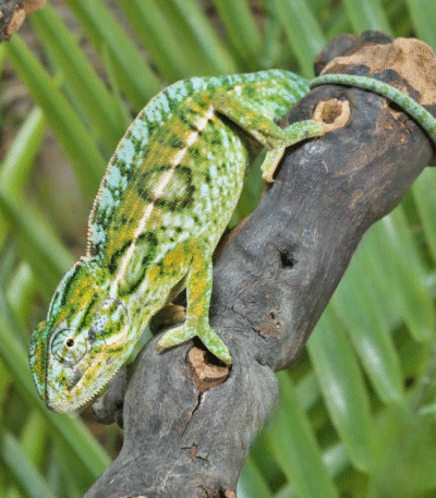 Carpet Chameleon